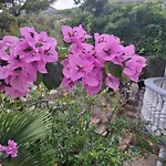 Apartman Marija *